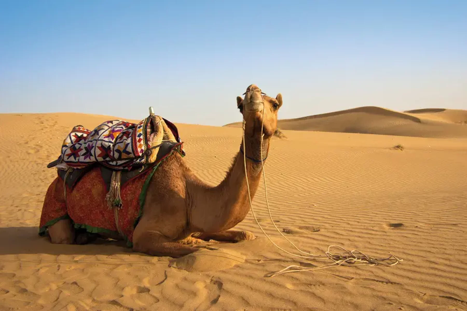 Bischofberger-Reisen-Oman-Kamel-in-der-Wahiba-Wüste
