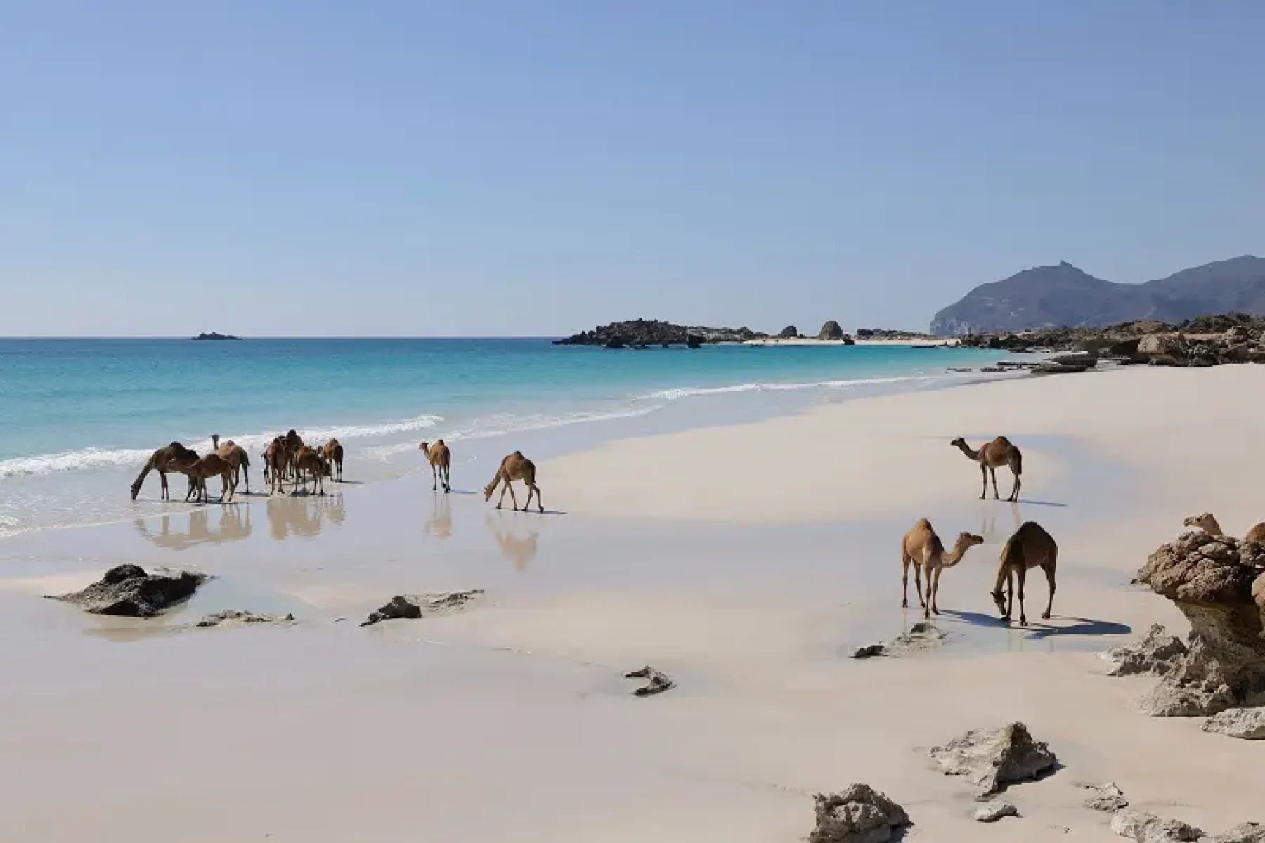 Bischofberger-Reisen-Oman-Weisser-Sandstrand-mit-Kamelen
