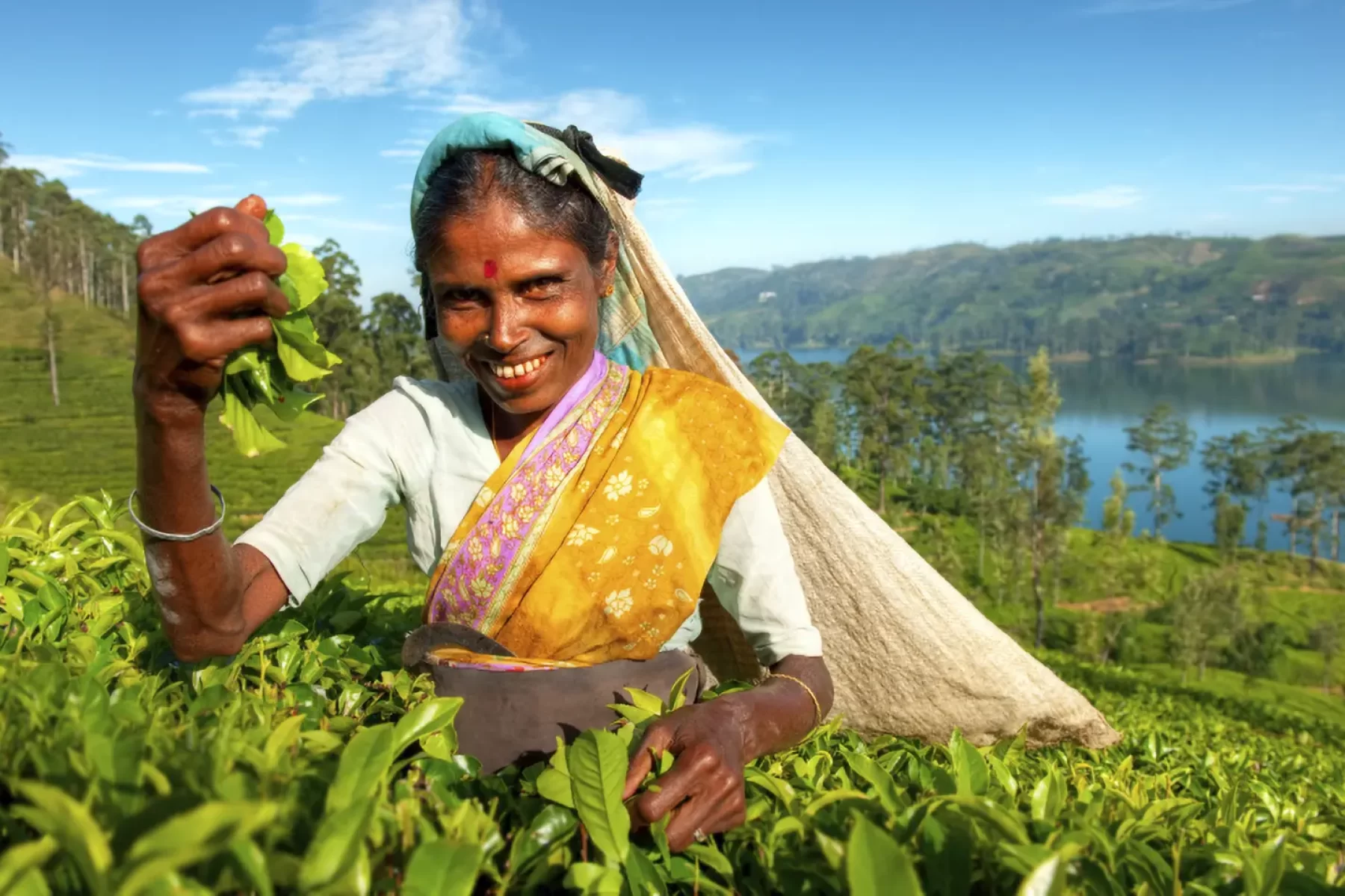 Bischofberger-Reisen_Ceylon-Tea-Picker