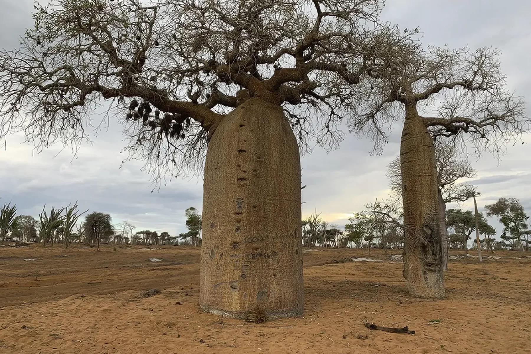 Bischofberger-Reisen_Madagaskar_Baobab-Bäume