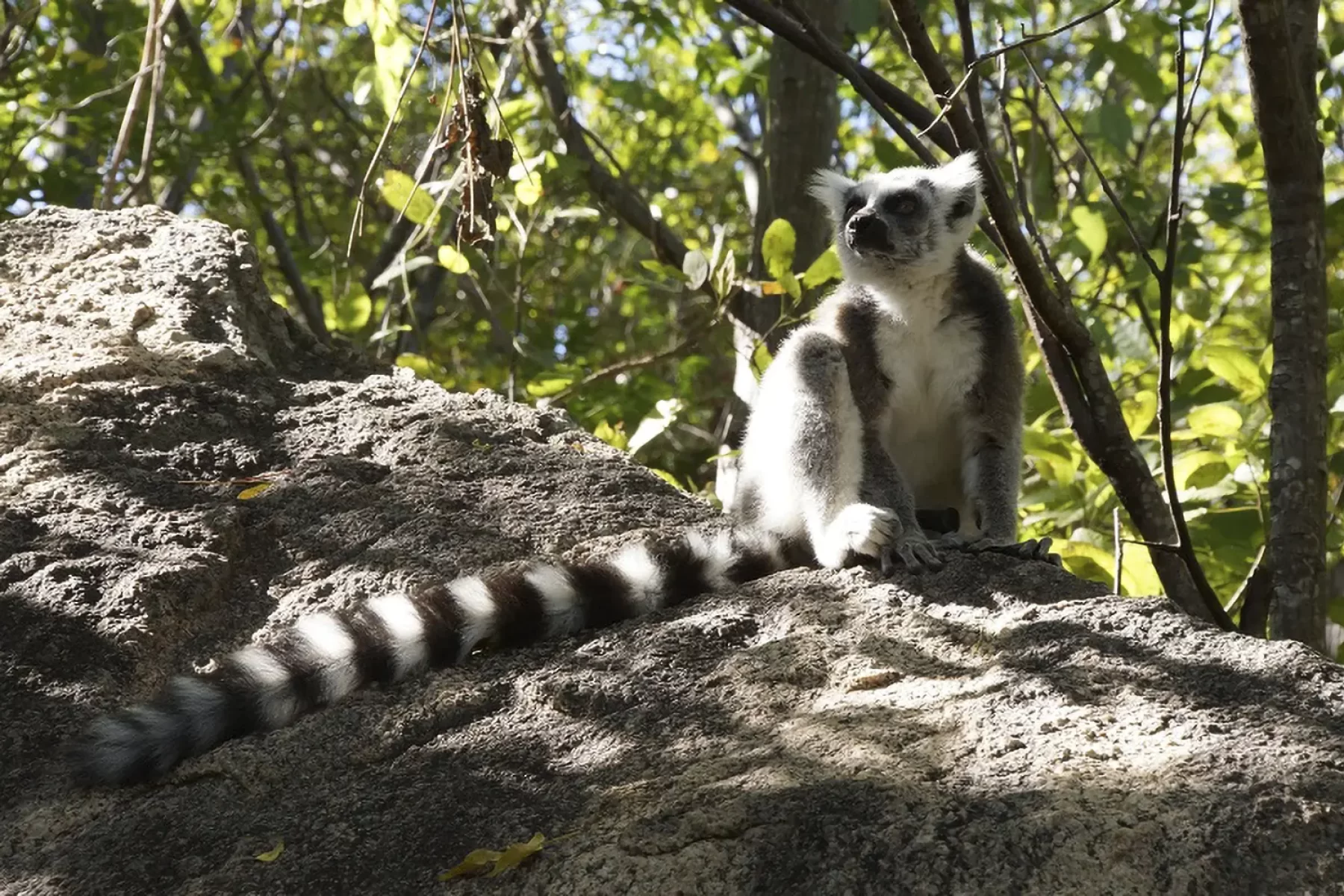 Bischofberger-Reisen_Madagaskar_Lemur