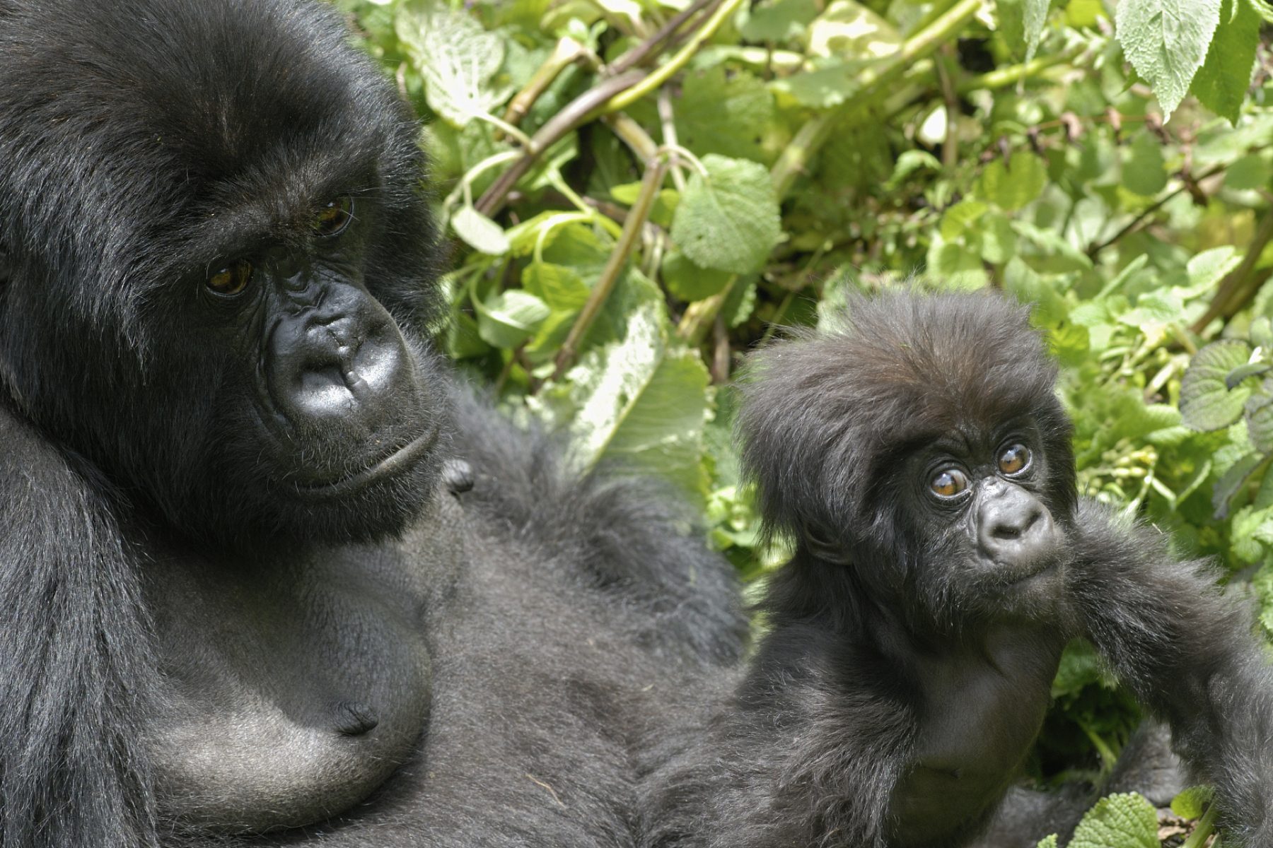 Gorilla mit Baby